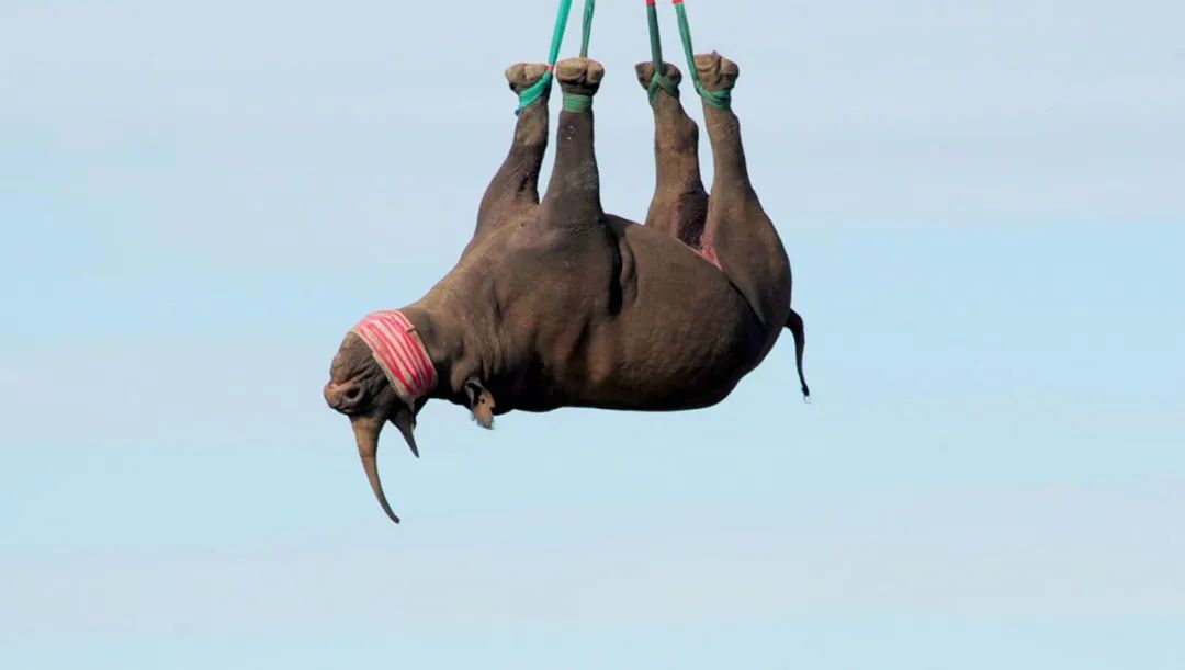 为什么运输犀牛，一定要把犀牛倒吊在飞机下面？